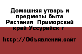 Домашняя утварь и предметы быта Растения. Приморский край,Уссурийск г.